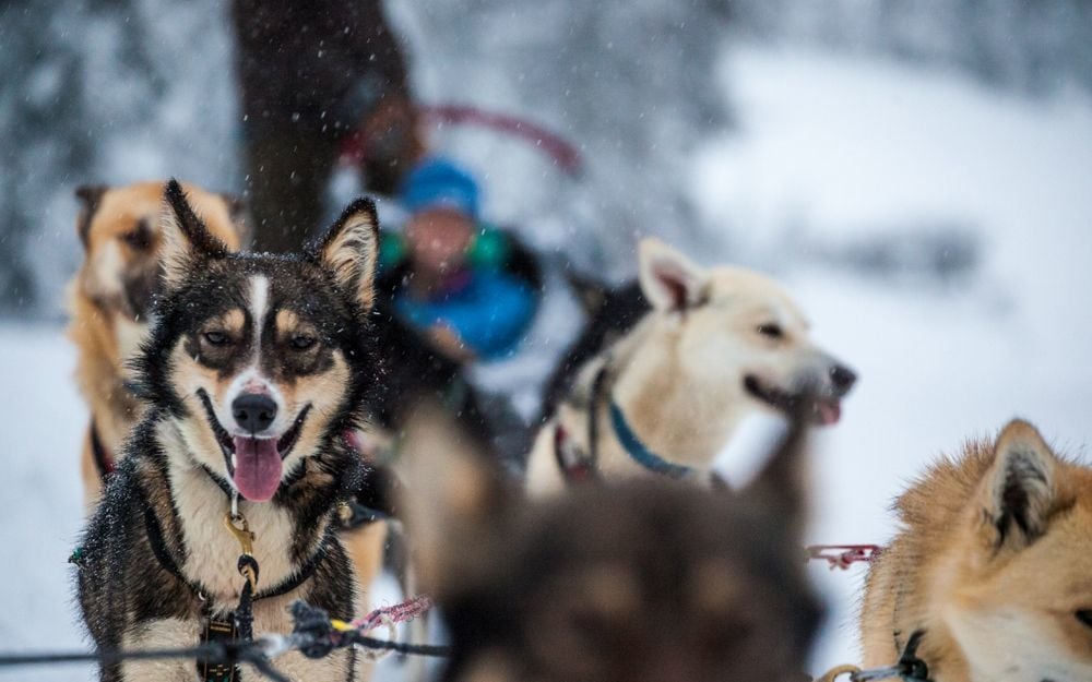 Activities in Canada